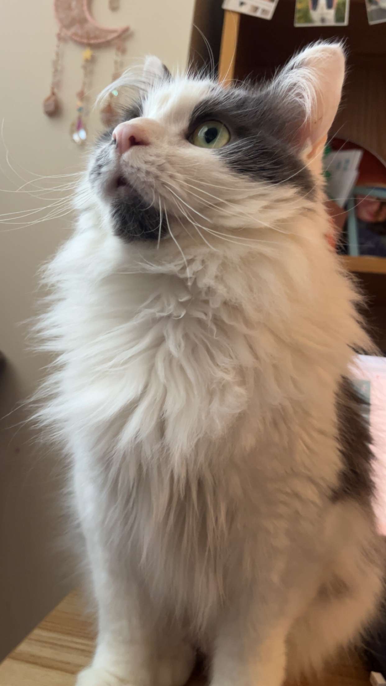 Cosmo standing proud